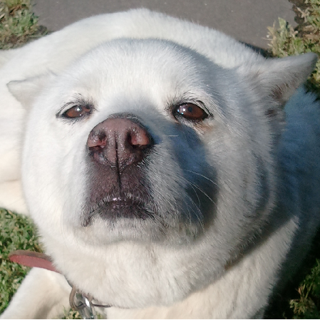 犬大犬犬 湖畔の風 塾人便り